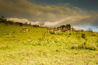 Afrika manzaralar safari
