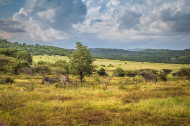 Afrika manzaralar safari