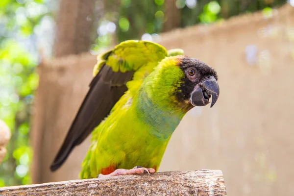 Mundo de las Aves Ciudad del Cabo — Foto de Stock