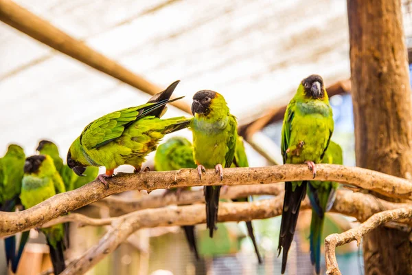 Mundo de las Aves Ciudad del Cabo — Foto de Stock