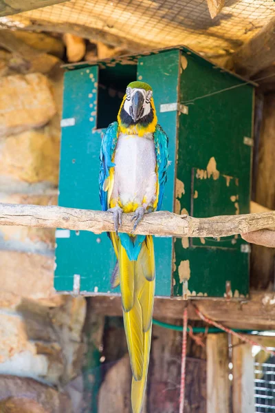 Mundo de las Aves Ciudad del Cabo — Foto de Stock