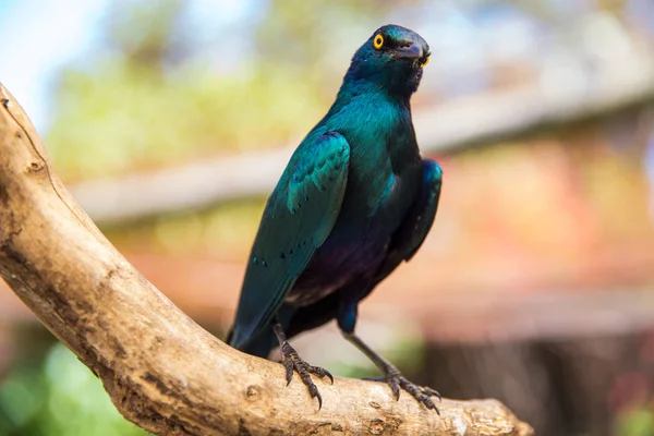 Mundo de las Aves Ciudad del Cabo — Foto de Stock
