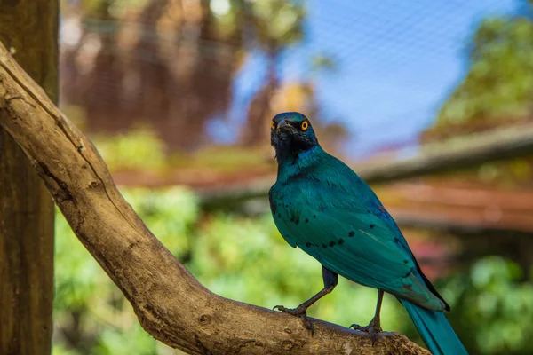 Mundo de las Aves Ciudad del Cabo — Foto de Stock