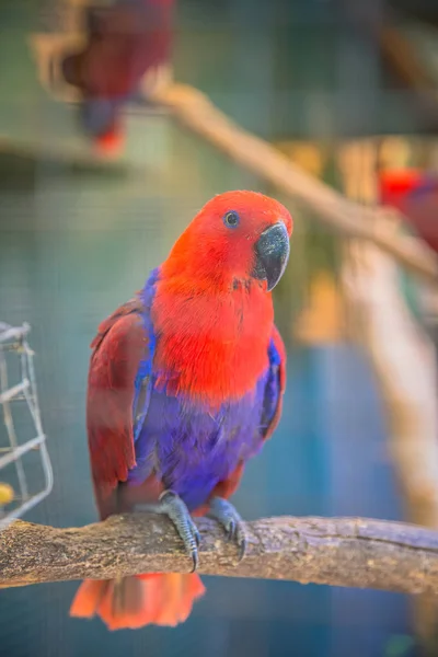 Mundo de las Aves Ciudad del Cabo — Foto de Stock