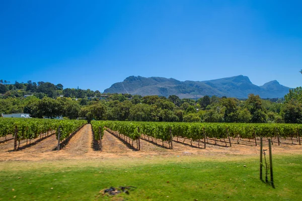 Groot Costantia Stellenbosch Wine Tour