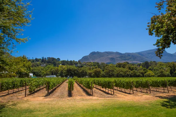 Groot Costantia Stellenbosch Wine Tour — стокове фото