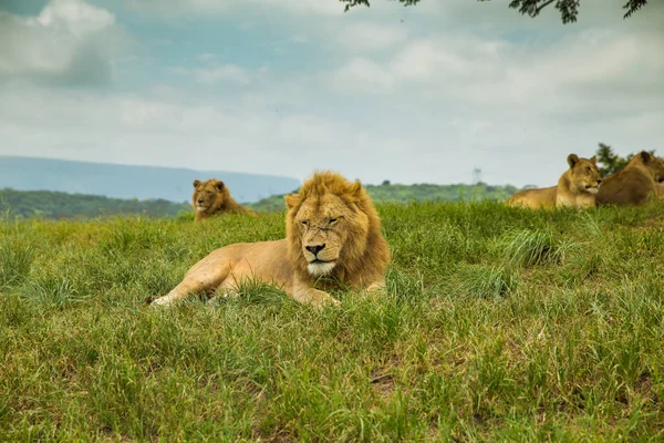 Chilling Lion safari Sudáfrica — Foto de Stock