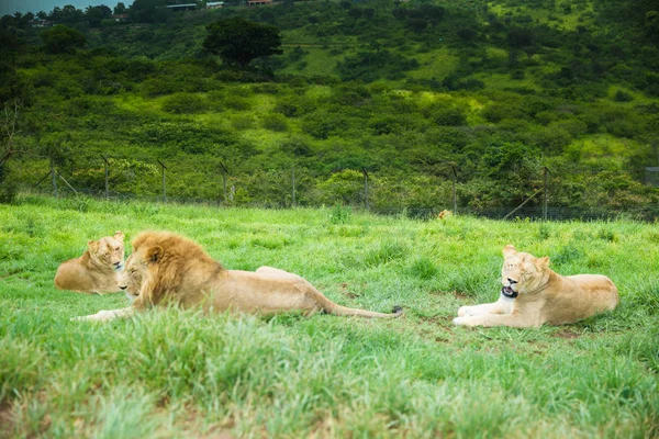 Chilling Lion safari Sudáfrica — Foto de Stock