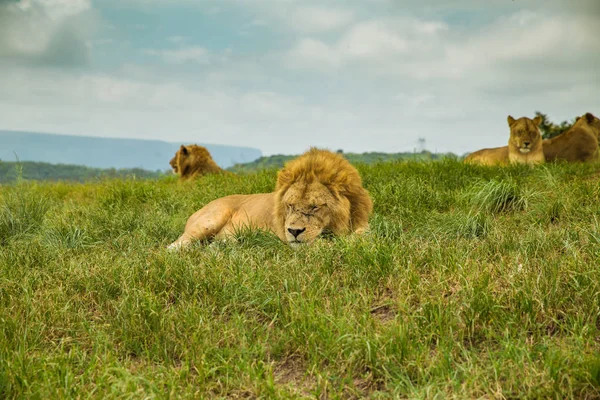 Chilling Lion safari Sudáfrica — Foto de Stock