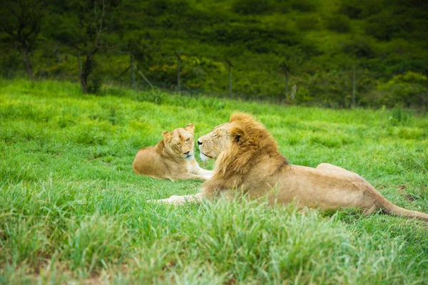 Chilling Lion safari Sudáfrica — Foto de Stock