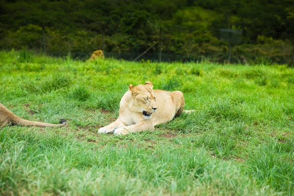 Chilling Lion safari Sudáfrica — Foto de Stock