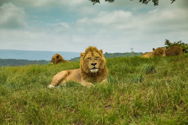 Chilling Lion safari Sudáfrica — Foto de Stock