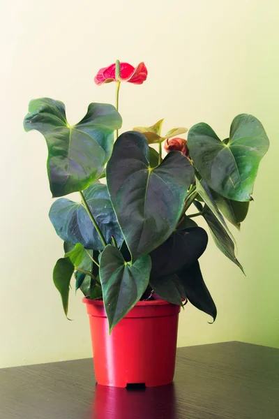 Anthurium in a pot. — Stock Photo, Image