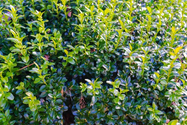 Box tree plant in the garden on spring. Green background.