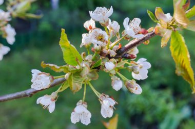 Tatlı kiraz çiçekleri ağaç üzerinde.