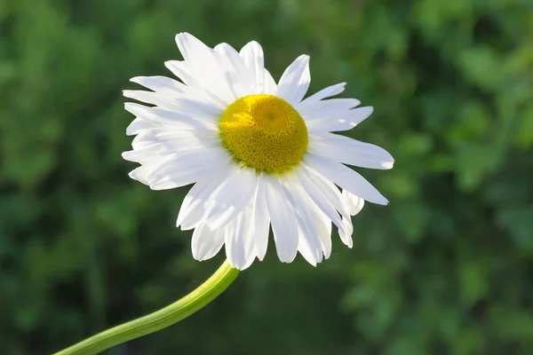 Oxeye daisy flower bloom in the garden. — Stock Photo, Image