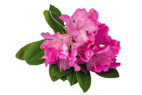 Rhododendron rózsaszín virágok elszigetelt. Jogdíjmentes Stock Fotók