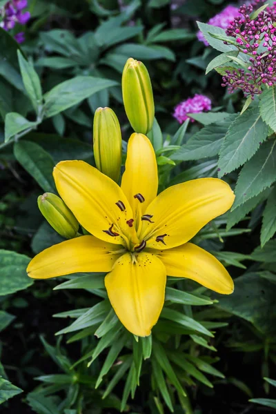 Желтый цветок лилии в саду. — стоковое фото