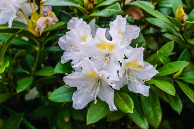 Ormangülü çiçek çiçek Bahçe.