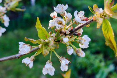 Tatlı kiraz çiçekleri rhe ağaç üzerinde.