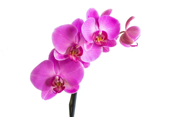 Bellissimi fiori viola orchidea isolati . Immagini Stock Royalty Free