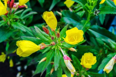 Oenothera çiçekler açar yaz üzerinde Polonya bahçesinde.