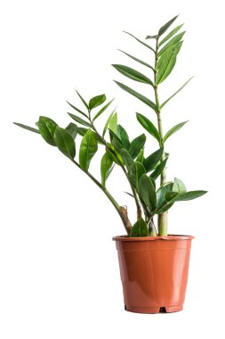 Beyaz arka plan üzerinde izole saksı zamioculcas.