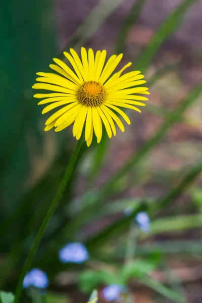 Leopardbane kwiat kwiat w ogrodzie. — Zdjęcie stockowe