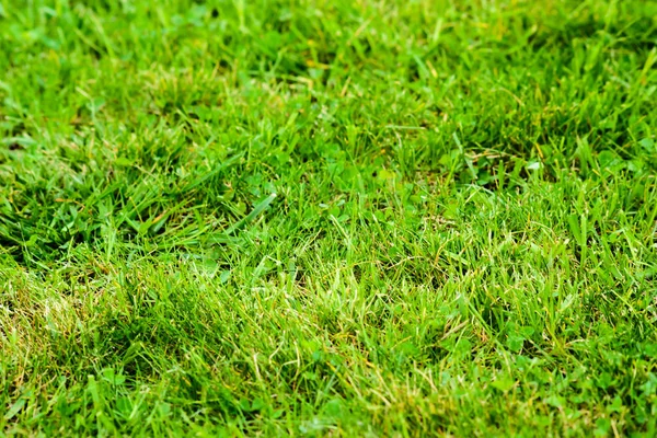 Grüner Hintergrund - Rasen mit Gras im Frühling. — Stockfoto