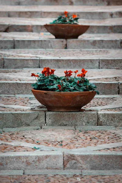 Planter Dans Les Rues Ville — Photo