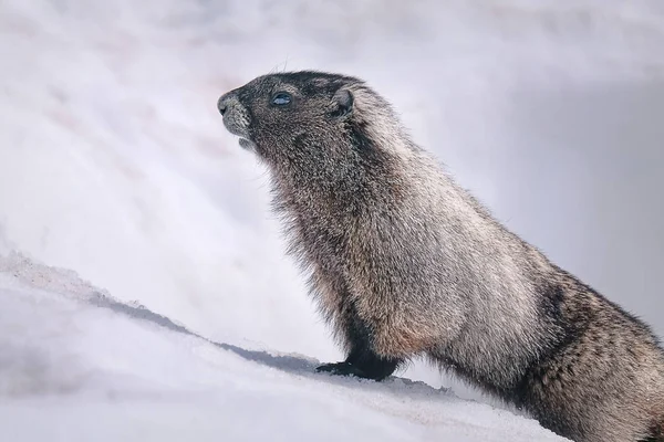 Grote Marmot opduiken uit het hol in de sneeuw — Stockfoto