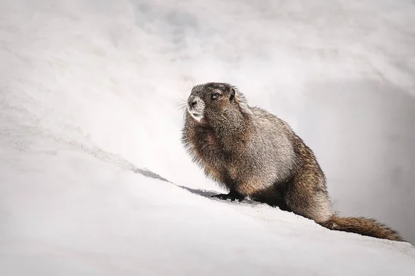 Marmota de vientre amarillo saliendo de su madriguera en la nieve — Foto de Stock
