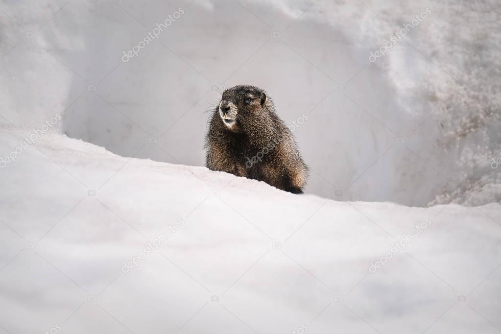 Yellow-bellied Marmot surfacing from it's burrow in the snow