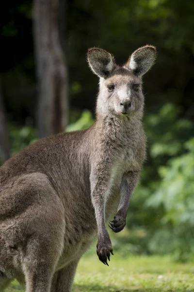 Australische Oostelijke Grijze Reuzenkangoeroe Macropus Giganteus Camera Wombeyan Karst Conservation — Stockfoto