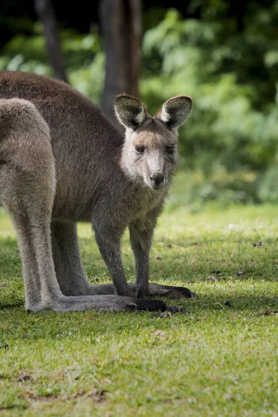 Australische Oostelijke Grijze Reuzenkangoeroe Macropus Giganteus Starend Naar Camera Wombeyan — Stockfoto