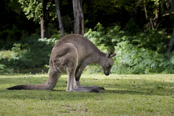 Australische Oostelijke Grijze Reuzenkangoeroe Macropus Giganteus Naar Rechts Wombeyan Karst — Stockfoto
