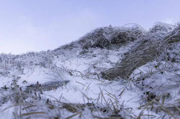 Fondo de nieve. Composición de invierno. Hierba cubierta de nieve. Hierba contra el cielo . — Foto de Stock
