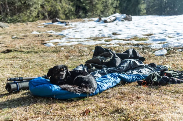 Köpek Bir Turist Halısının Üzerinde Dinleniyor Köpek Bir Uyku Tulumunun — Stok fotoğraf