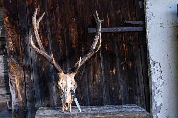 Hirschhörner und Totenkopf auf einem hölzernen Hintergrund. Jagdmesser. — Stockfoto