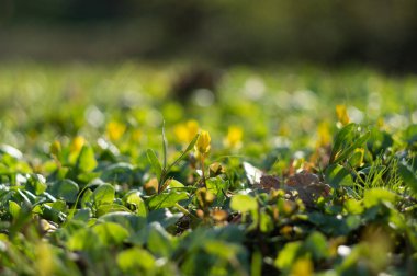 Taze park bitkilerinin ve çiçeklerin güzel arka planı. Park çiçeklerinin makro fotoğrafı.