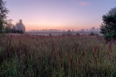 Tarlada gün doğumu. Sabah, ormanın yakınındaki bir tarlada. Tarlada sis ve çiy..