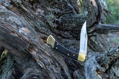 Ormandaki bir kütüğün üzerinde yarı katlanmış bir şekilde katlanmış avcı bıçağı. Pirinç destekli bıçak sapı. Ormanda gün ışığı.