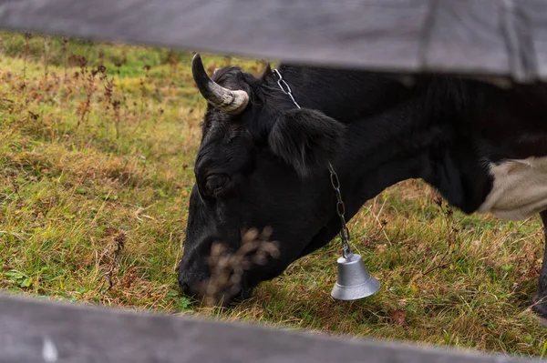 Hlava Krávy Zblízka Kráva Pasoucí Plotem Kráva Zvonkem Blízko Krávy — Stock fotografie