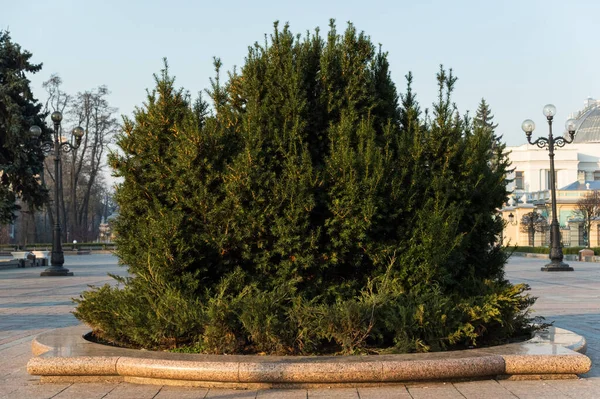 Aparte Coniferen Het Park Grote Naaldbomen Steeg Naaldhout Het Park — Stockfoto