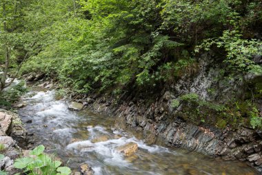 Nehir orman çalılar.
