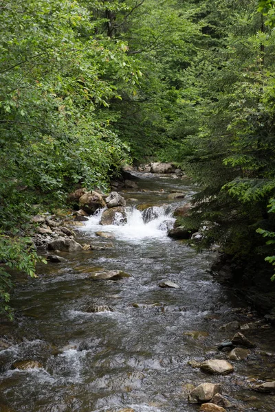 Río Bosque fluye cerca de los pinos altos . — Foto de Stock
