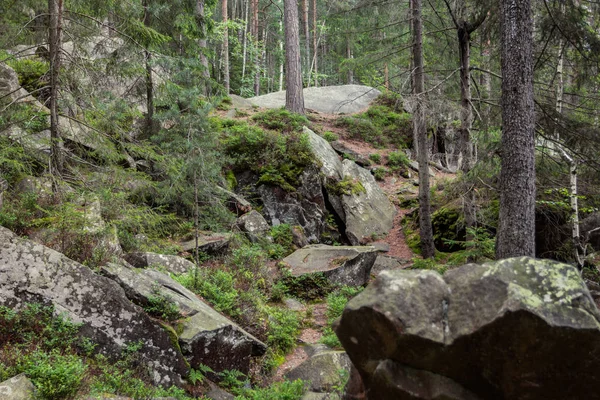 Bosque de paisaje salvaje con pinos y musgo sobre rocas. Piedras viejas grandes . — Foto de Stock