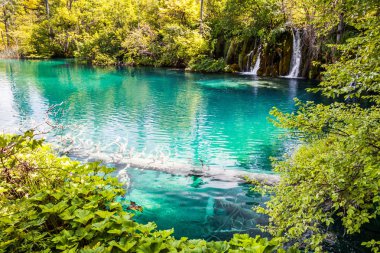 Su turkuaz sular altında ağacında 
