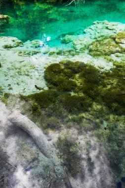 Balık açık denizinde yüzerim. 