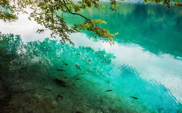 Hejno ryb plavání v jezeře — Stock fotografie